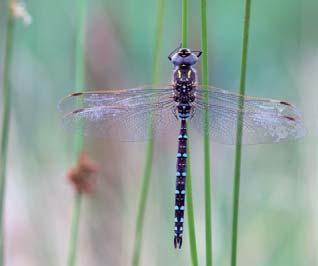 Algemene ecologie van de libellen Libellen zijn voor hun larvale levenscyclus aangewezen op water. Van groot belang is de structuur van de waterloop en stilstaande plassen.