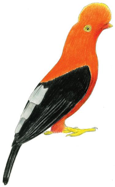 RODE ROTSHAAN Rupicola peruvianus Zuid-Amerikaanse zangvogel uit de nevelwouden van de Andes. Eet fruit en insecten.
