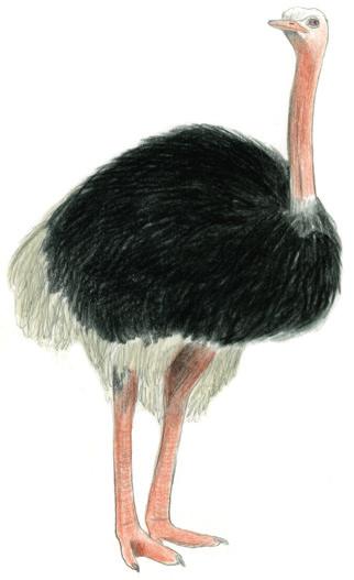 STRUISVOGEL Struthio camelus Grootste vogel. Twee meter hoog en rent met 70 km/u. Leeft op savannes en in halfwoestijnen in Afrika.