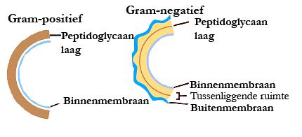 Bouw van de bacterie: Bacteriën hebben ondanks hun verschil in vorm per soort wel dezelfde bouw. Ze bevatten allemaal dezelfde onderdelen zoals een celmembraan, celwand en cytoplasma.