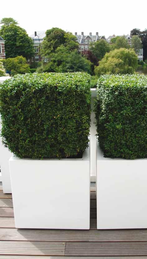 Buxus Buxus Buxus PB11 Buxus PB12 1000 x 1000 x 600mm 19 Kg 1000 x 1000 x 400mm 15 Kg Buxus PB16 Buxus PB17 500 x 500 x 500mm 7 Kg 400 x 400 x 400mm 4 Kg Buxus PB22 Buxus PB23 2000 x 500 x 600mm 22