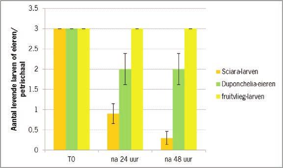 Per Petrischaal werden een roofmijt gedaan met 3 Duponchelia-eieren, 3 tripslarven van tweede stadium en 3 jonge larven van rouwmuggen als voedsel.