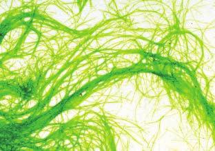 Chlorella en Spirulina zijn algen die zeer rijk zijn aan natuurlijke vitamines en mineralen.