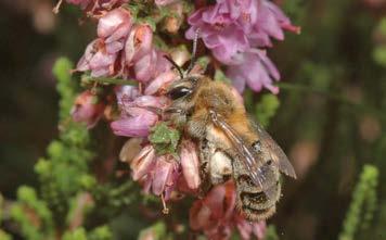 Smit & van der Meer Inventarisatie van de bijen van het