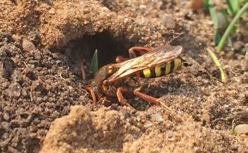 14 Heidezandbij Andrena fuscipes. Foto Roy. Kleukers.