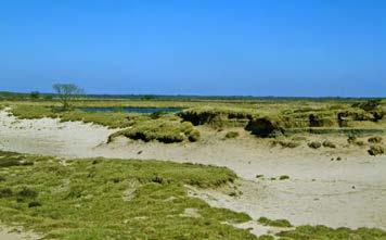 Smit & van der Meer Inventarisatie van de bijen van het Nationaal Park Dwingelderveld bij Natuurmonumenten Voedselaanbod In het Dwingelderveld is een grote verscheidenheid aan bloeiende planten