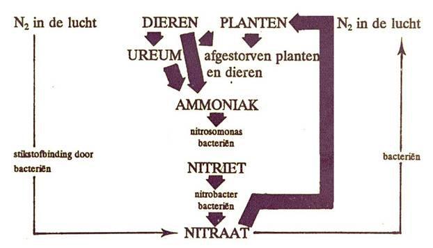 NOx NH+, NO- BIO-GEO-CHEMISCHE