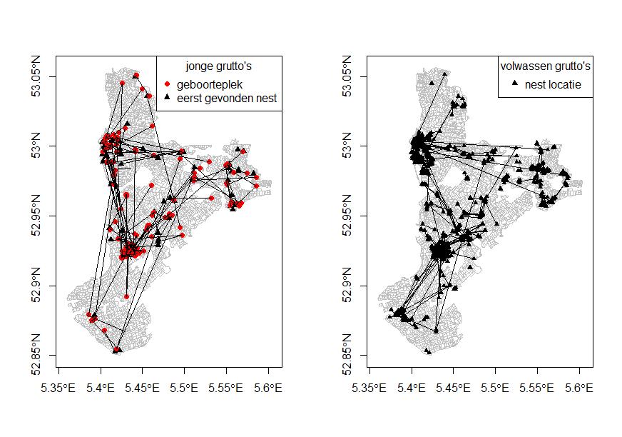 Ondanks dat de meeste grutto s erg plaatstrouw zijn (Groen & Hemerik 2002, Kentie et al.