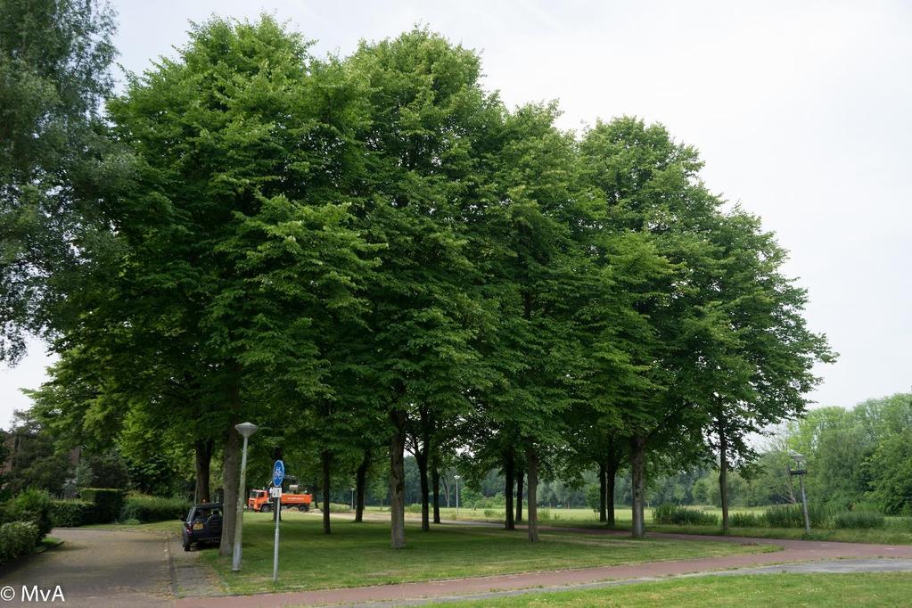 Tilia x europaea Toekomstverwachting In opdracht van: Vereniging van Huiseigenaren Slotervaart Onderzoek en