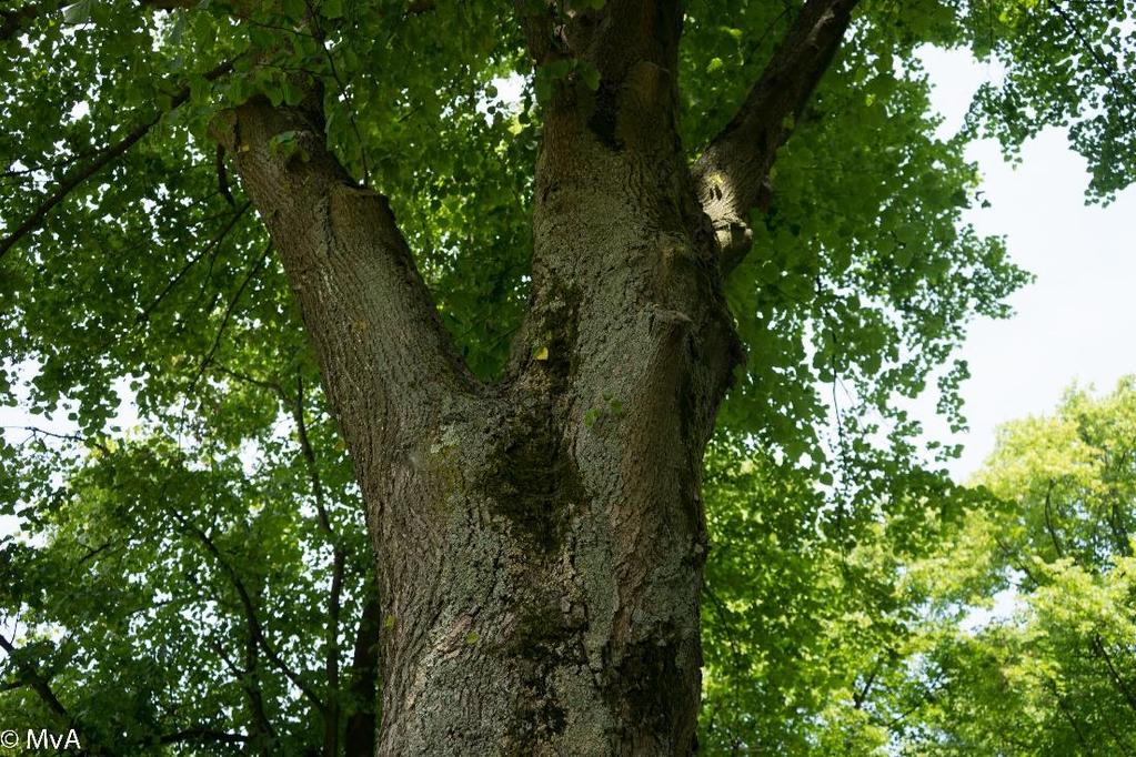 Beheer De bomen groeien in bosverband.