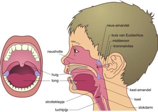 Het verdikte lymfklierweefsel in het dak van de neus-keelholte noemt men neusamandel (het adenoïd). De neusamandel is vooral bij jonge kinderen aanwezig.