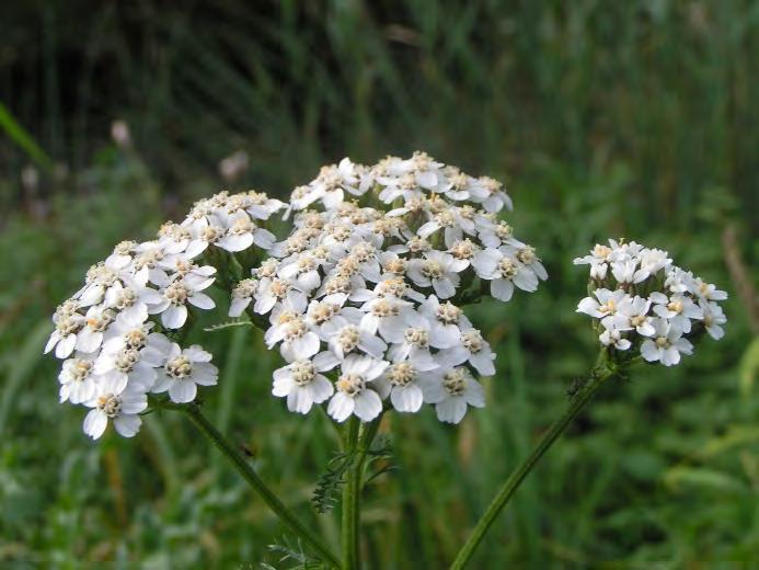 Voor de melkveehouderij is ook de ondersteuning van de leverfunctie interessant 29. Paardenbloem komt op alle grondsoorten voor, maar houdt minder van zure, natte grond.