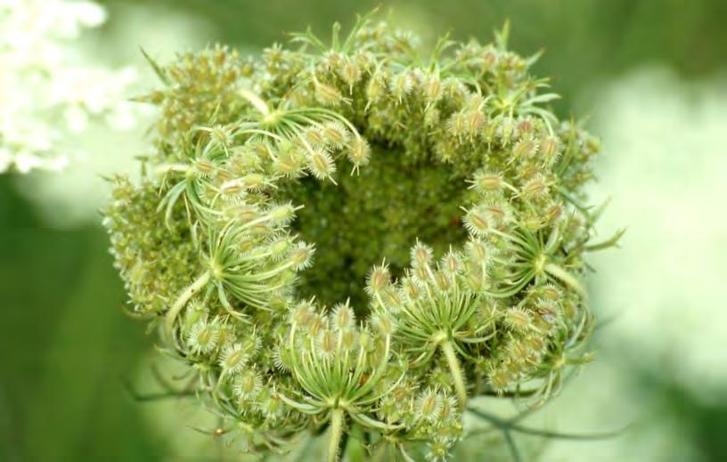 10 kg per hectare is voldoende voor een pure teelt, maar voor voldoende bedekking in het eerste jaar wordt bij graskruidenmengsels een zaaidichtheid van 4-5 kg geadviseerd.