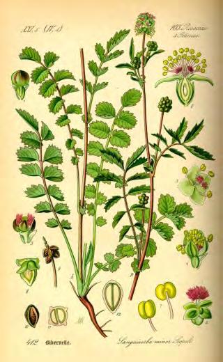 4.8 Kleine pimpernel (Sanguisorba minor) Figuur 4-7: Links: kleine pimpernel Flora von Deutschland, Österreich und der Schweiz, Prof. Dr. Otto Wilhelm Thomé (1885 1905.