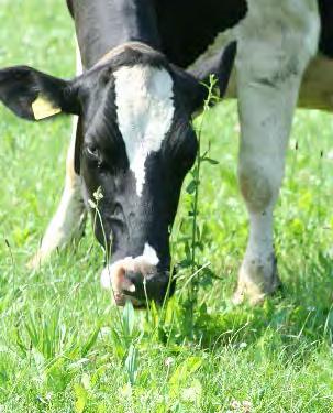 2 Afbakening: functionele kruiden in productief grasland 2.1 Welke kruiden Wanneer we spreken over kruiden dan bedoelen we hier alle kruidachtige plantensoorten, behalve grassen.