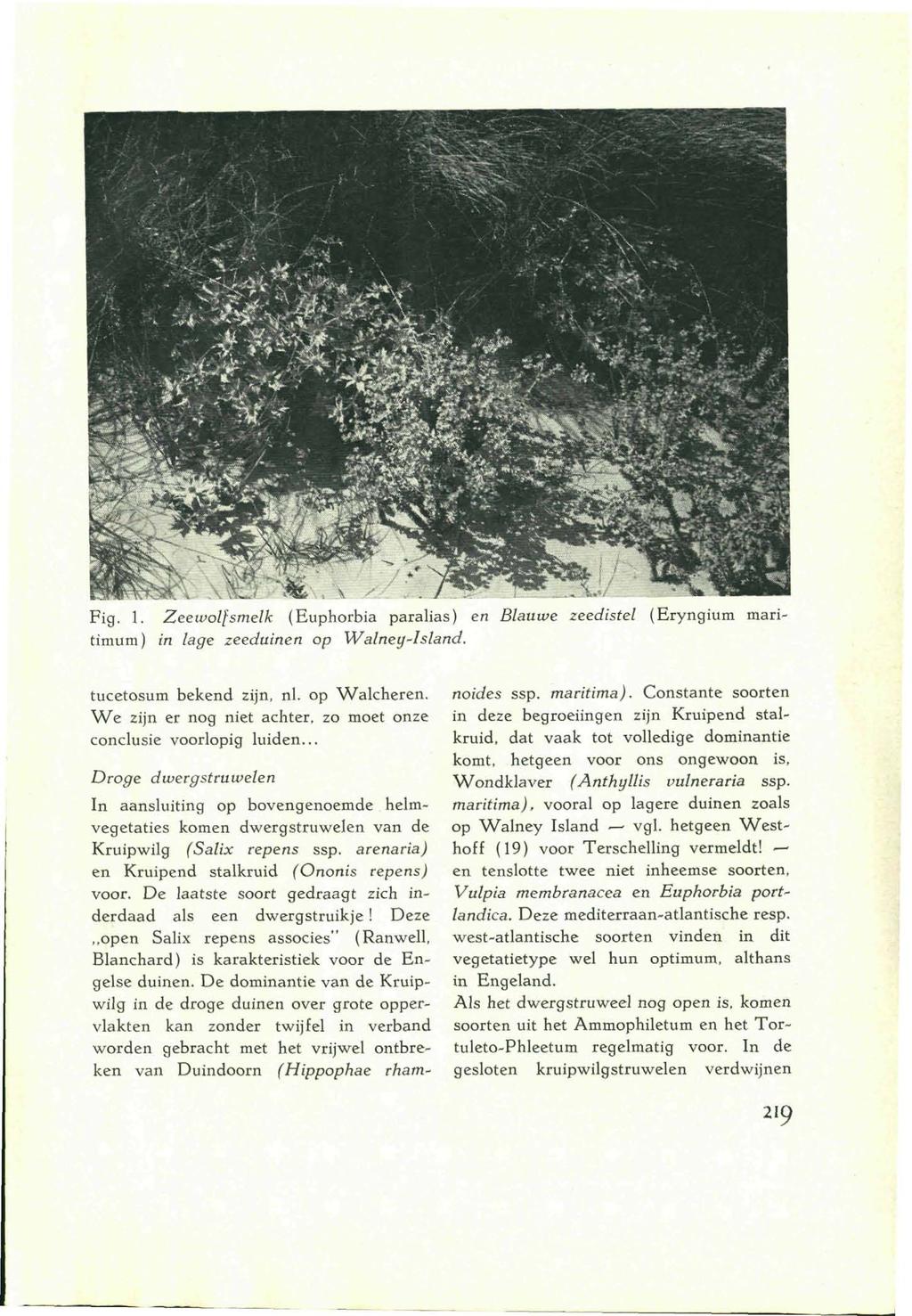 Fig. 1. Zeewolfsmelk (Euphorbia paralias) en Blauwe zeedistel (Eryngium maritimum) in lage zeeduinen op Walney-Island. tucetosum bekend zijn, nl.