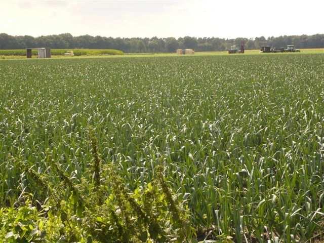 randvoorwaarden algemeen Regenwaterinfiltratie in het gebied Regenwater wat op woningen en openbaar gebied valt wordt zoveel in het gebied gehouden.