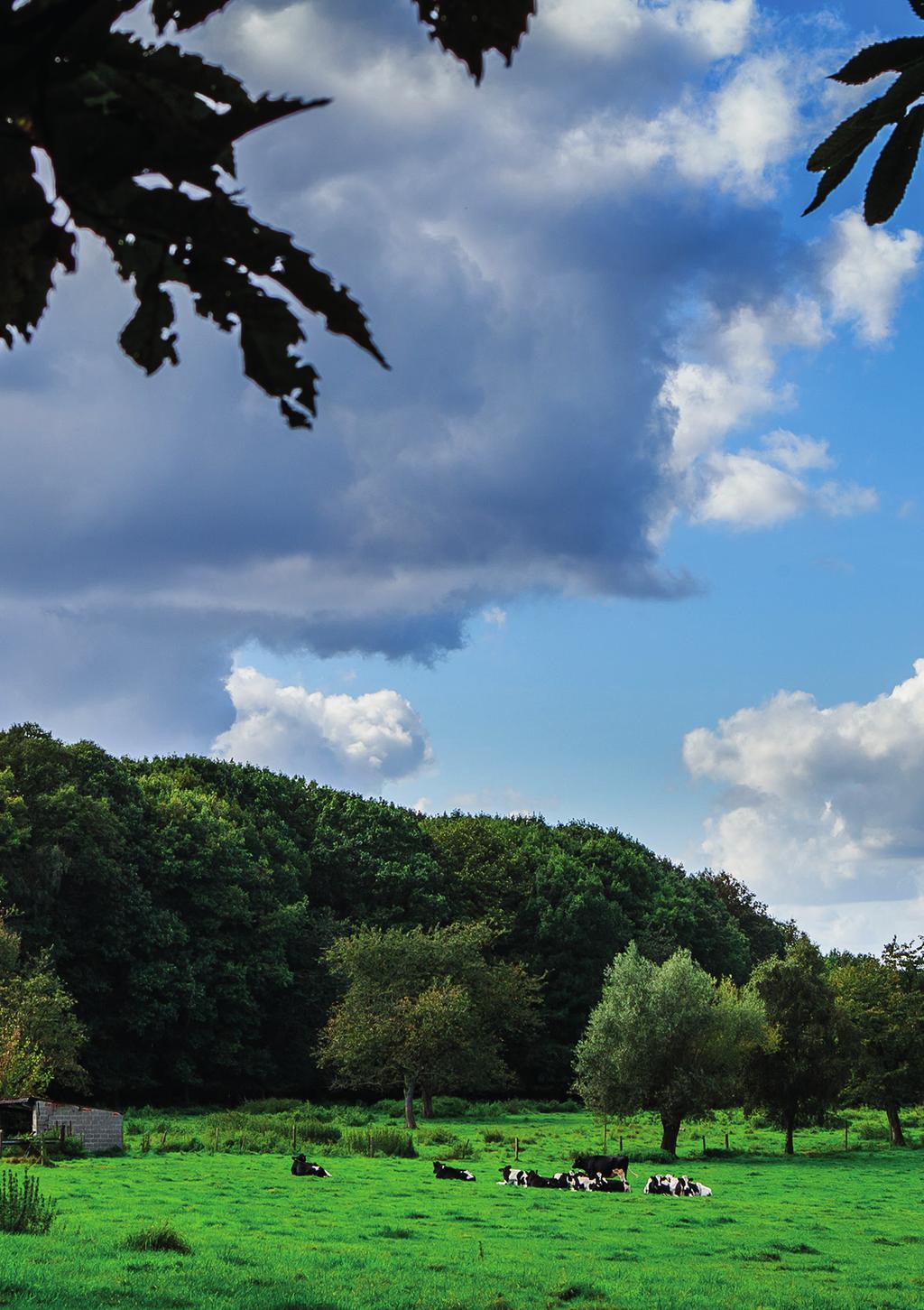 ontdek het kravaalbos