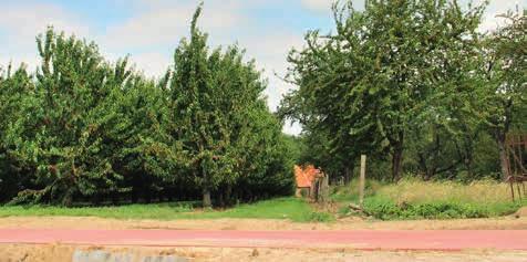 schap. Karel Belmans van de Belgische Fruitveiling (BFV) die erbij gehaald werd, vermoedde dat het om het Little Cherry Virus (LChV) ging.