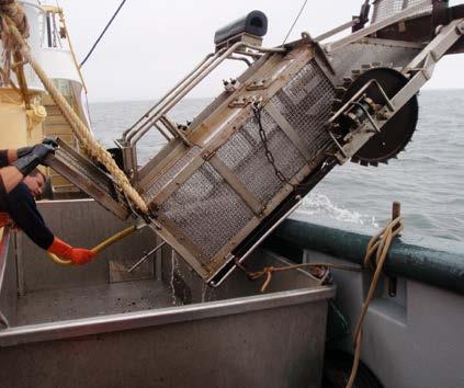 Omdat de mate van bevissing mogelijk ook een rol speelt is in één van de gekozen gebieden (het Molenrak, Waddenzee) een opzet gehanteerd worden waarbij met verschillende bevissingsintensiteiten is