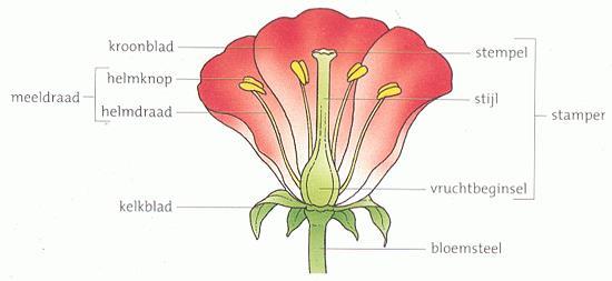 geslachten soorten Bruikbaar : flora /