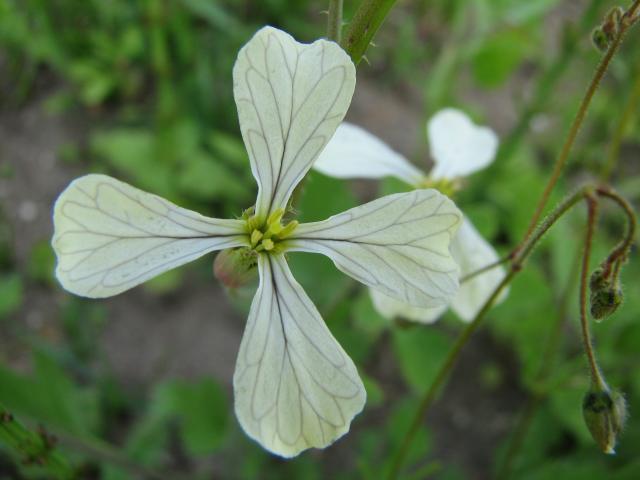 Kruisbloemigen Brassicaceae Deze familie komt