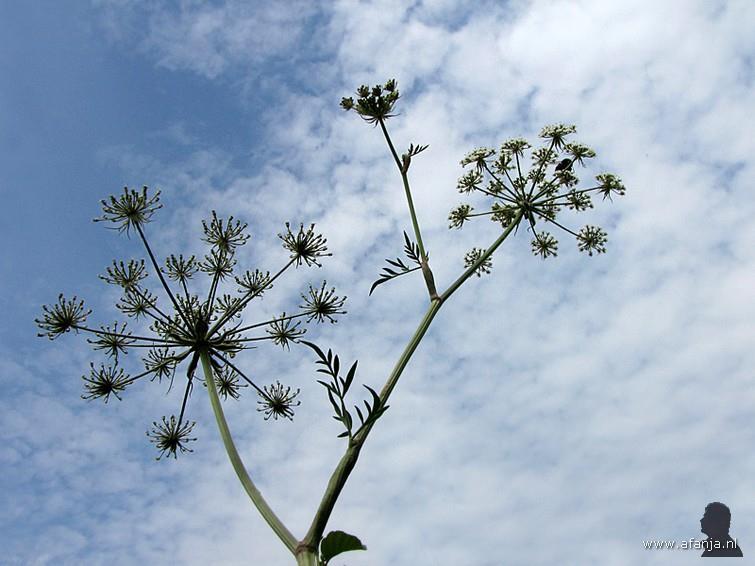 Schermbloemenfamilie Apiaceae Bloeiwijze : samengestelde schermen met (vaak) aan de voet een krans van schutbladen : de