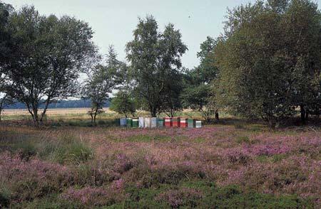 Oude weidepalen moeten zoveel mogelijk blijven staan, gezien de hopelijk nog aanwezige populatie van Osmia leaiana en de aanwezige populaties van andere houtbewonende bijen en wespen.