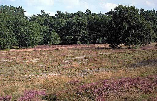 28 Peeters & Reemer 2001 Figuur 8 Kraanvensche heide in de Loonse en Drunense duinen. LD3 Roestelberg.