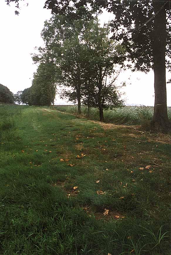 32 Peeters & Reemer 2001 Opmerkingen beheer De dijk wordt later in het seizoen overwoekerd door grassen van bijna een meter hoog.