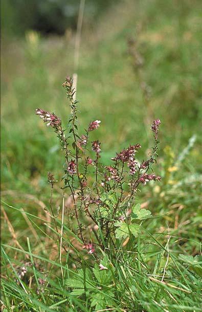 Bijenfauna en beheer van zeven terreinen van Natuurmonumenten 37 hoogteverschillen en de aanwezigheid van bloeiende planten (zoals rode ogentroost, waarop de ogentroostbij foerageert).