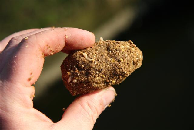 Randvoorwaarden voor uitzet van karper De uitzet van karper mag niet resulteren in een verslechtering van het ecologisch functioneren van het aquatische systeem (vispopulatie en leefomgeving).