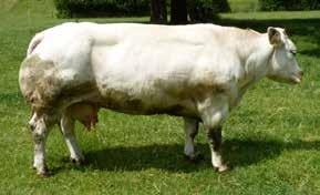 anache is wat C al jaren zoekt: een echte Fabroca stier... die niet uit Fabroca-lijnen stamt en met enkel grote dieren in zijn stamboom.