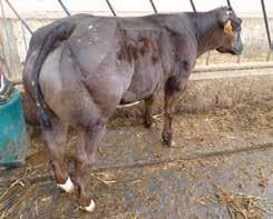 p 11 maand gaf de stier reeds kwaliteitsvol sperma en hij werd vader op 20 maand.