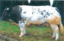 atman is de perfecte opvolger van zijn vader Farouk: zwaar, buiten origine en zeer functioneel. Aan moeders kant zijn tenminste 5 generaties koeien van meer dan 140 cm.