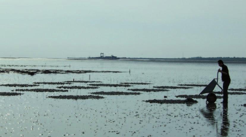 Foto 2. Boven: De laatste plots worden aangelegd op Schiermonnikoog.