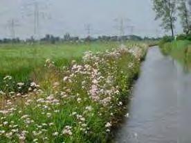 graslanden en ruigten.