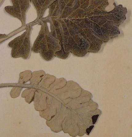 Immers, een niet te raadplegen collectie heeft geen waarde voor onderzoekers en verzamelaars. Figuur 9 toont voor het oog een onschuldige pagina uit een herbarium collectie.