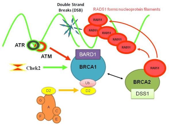 Type e chemotherapie BRCA 1/2