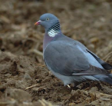 Het gedrag van houtduiven wordt steeds agressiever