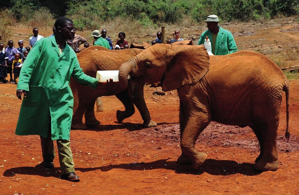 7. 7 Meer vakantieplezier voor jou en het dier Wildlife safari, ofwel het spotten van wilde dieren in het wild of in natuurparken.