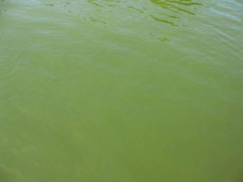 Bron: Stefan van der Molen Foto 6 wateroppervlak van de vijver in het Julianapark op 2-6-2013. Duidelijk is te zien dat het water op deze foto vele male groene is dan de foto hiernaast.
