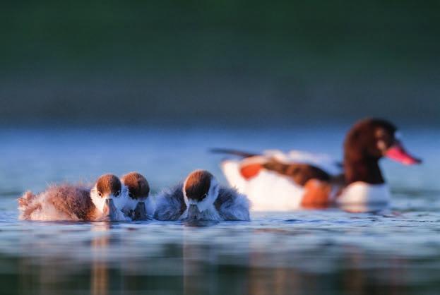 Voor de kust liggen enkele zeer grote zandbanken, die bij laag tij fungeren als foerageergebied voor talrijke steltlopers en eenden en als rustplaats dienen voor de gewone zeehond die we spotten met