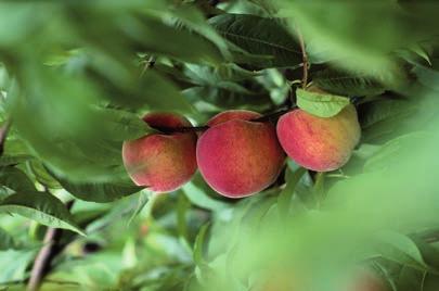 Es Familie: Oleaceae Grootte: 25 tot 40 m Levenscyclus: bladverliezend