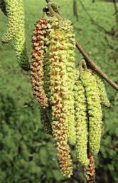 verwantschap tussen de planten onderling. De allergenen lijken op elkaar.