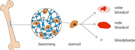 Om de ziektekiemen te herkennen en te bestrijden zijn er verschillende soorten witte bloedcellen. Eén soort van die witte bloedcellen zijn de plasmacellen.