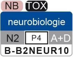 NEUROBIOLOGIE Neuroscience Coördinator: Docenten: dr. Corette J. Wierenga Onderzoeksgroep Moleculiare Celbiologie H.R. Kruytgebouw, kamer N511 tel. 253 2659 e-mail: c.j.wierenga@uu.nl dr. Corette J. Wierenga, c.