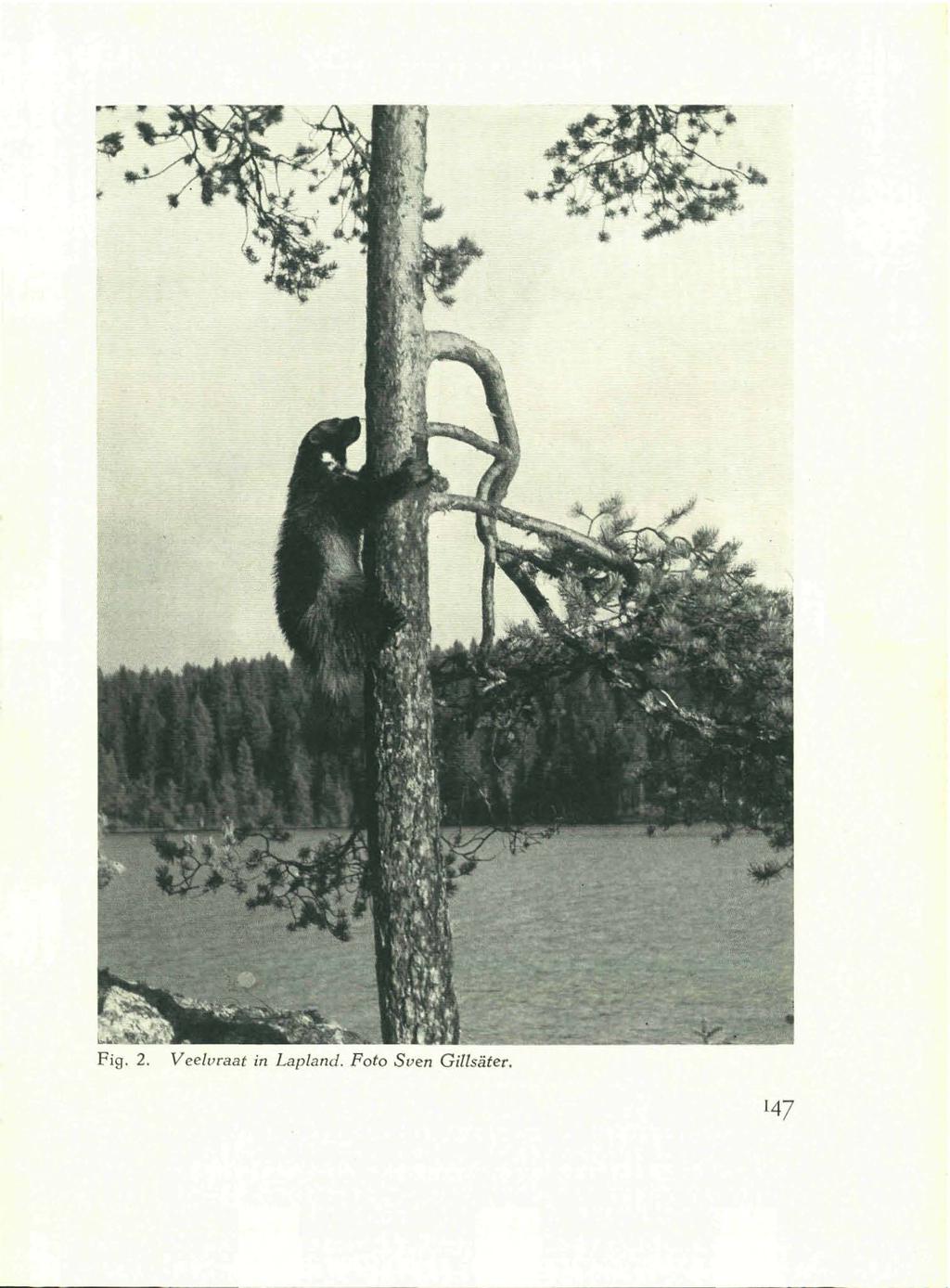 Fig. 2. Veelvraat in Lapland.