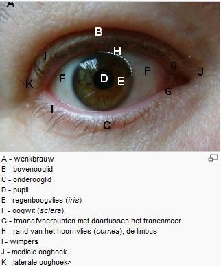 De cornea projecteer samen met de ooglens, een scherp ondersteboven staand beeld op het netvlies. De lichtsterke ervan wordt geregeld door een diafragma (net zoals bij een camera).