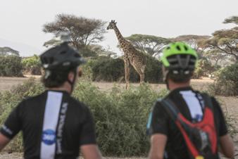 Chala Sta oog in oog met bavianen, gazelles en